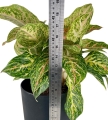 Aglaonema Hollywood XXL
