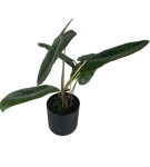 Philodendron Sharoniae Mosquera