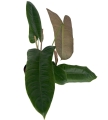 Philodendron Sharoniae Mosquera