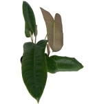 Philodendron Sharoniae Mosquera