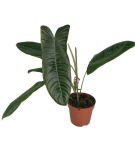 Philodendron Sharoniae Mosquera