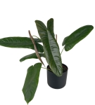 Philodendron Sharoniae Mosquera