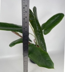 Philodendron Sharoniae Mosquera
