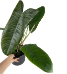 Philodendron Sharoniae Mosquera