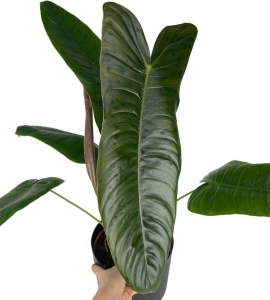 Philodendron Sharoniae Mosquera