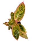 Aglaonema Salmon Fantasy w ozdobnej osłonce