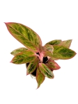 Aglaonema Salmon Fantasy w ozdobnej osłonce
