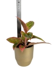 Aglaonema Salmon Fantasy w ozdobnej osłonce
