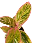 Aglaonema Salmon Fantasy w ozdobnej osłonce