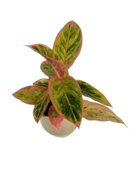 Aglaonema Salmon Fantasy  w zestawie z ozdobną osłonką