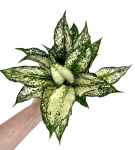 Aglaonema 'Super Snow' w ozdobnej osłonce