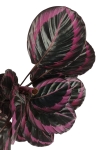 Calathea roseopicta Surprisestar - L