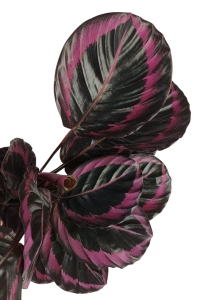 Calathea roseopicta Surprisestar