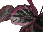 Calathea roseopicta Surprisestar - L