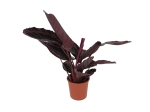 Calathea roseopicta Surprisestar - L