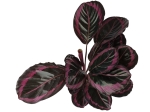 Calathea roseopicta Surprisestar - L