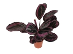Calathea roseopicta Surprisestar - L