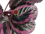Calathea roseopicta Surprisestar - L
