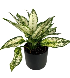 Aglaonema 'Super Snow'  w zestawie z ozdobną osłonką
