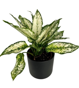 Aglaonema 'Super Snow'  w zestawie z ozdobną osłonką