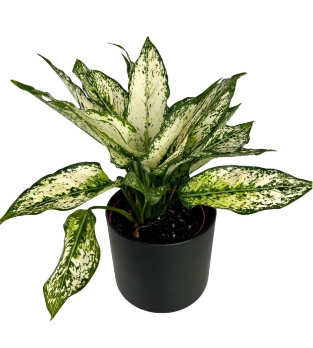 Aglaonema 'Super Snow' w ozdobnej osłonce