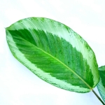 Calathea Gecko
