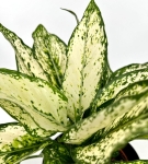 Aglaonema 'Super Snow' w ozdobnej osłonce