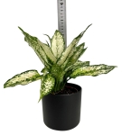 Aglaonema 'Super Snow' w ozdobnej osłonce