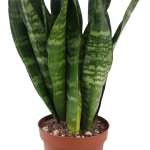 Sansevieria trifasciata 'Black Coral'