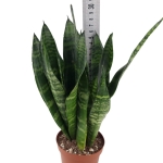 Sansevieria trifasciata 'Black Coral'
