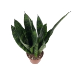 Sansevieria trifasciata 'Black Coral'