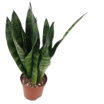 Sansevieria trifasciata 'Black Coral'