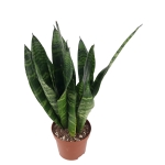 Sansevieria trifasciata 'Black Coral'