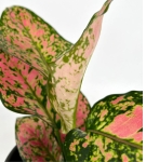 Aglaonema Spotted Star w zestawie z ozdobną osłonką