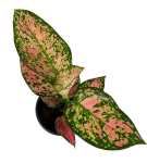 Aglaonema Spotted Star w zestawie z ozdobną osłonką