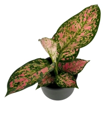 Aglaonema Spotted Star w zestawie z ozdobną osłonką