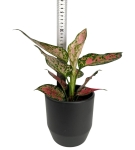 Aglaonema Spotted Star w zestawie z ozdobną osłonką
