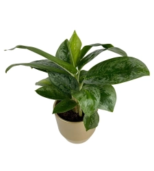 Aglaonema Key Lime w zestawie z ozdobną osłonką