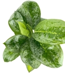 Aglaonema Key Lime w zestawie z ozdobną osłonką
