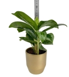 Aglaonema Key Lime w zestawie z ozdobną osłonką