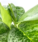 Aglaonema Key Lime w zestawie z ozdobną osłonką
