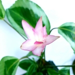 Calathea Gecko
