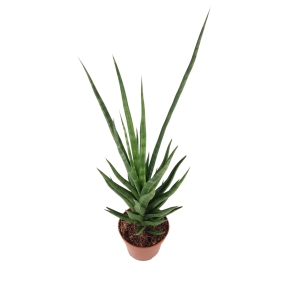 Sansevieria cylindrica Torch