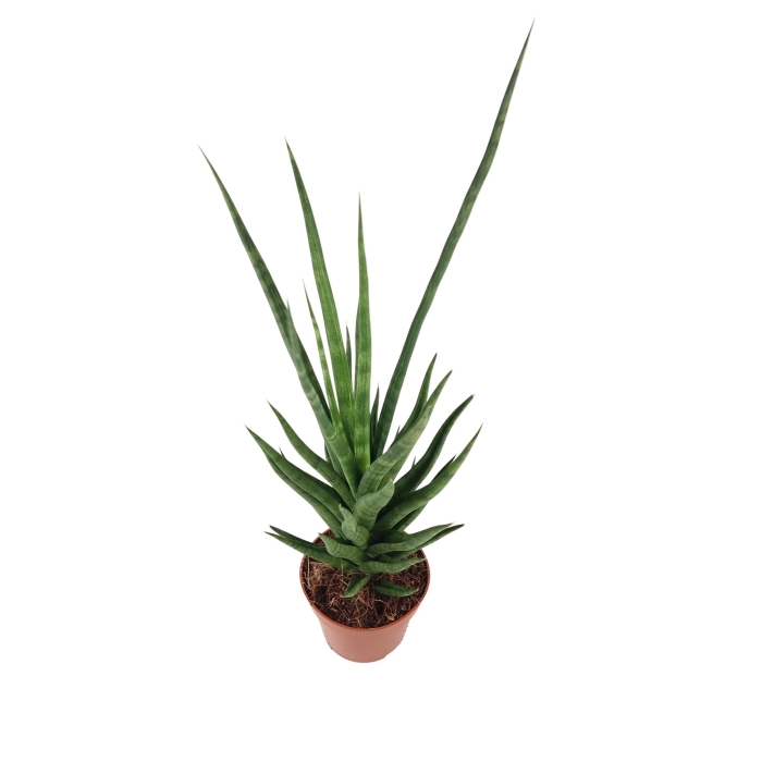 Sansevieria cylindrica 'Torch'