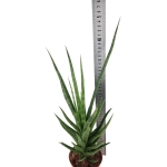 Sansevieria cylindrica 'Torch'