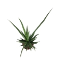 Sansevieria cylindrica 'Torch'