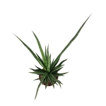 Sansevieria cylindrica 'Torch'