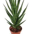 Sansevieria cylindrica 'Torch'