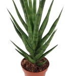 Sansevieria cylindrica 'Torch'