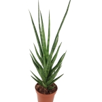 Sansevieria cylindrica 'Torch'